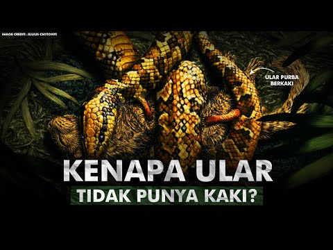 Bagaimana Evolusi Membuat Ular Kehilangan Kaki? | Evolusi Ular