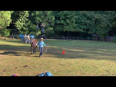 Cicero and Elka MBVS Trail October 2020