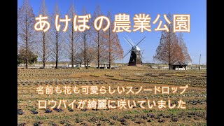 あけぼの農業公園　ロウバイとスノードロップ