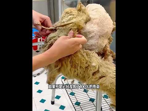 宠物狗丢失几年后失而复得，可女主却绝情不肯相认 # 动物救助 # 给狗狗洗澡 # 解压