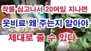 작물 심고나서 20여일 지나면 웃비료 주기. 왜 주는지 알아야 제대로 맞게 줄 수 있다.(비료의 특성 웃비료…