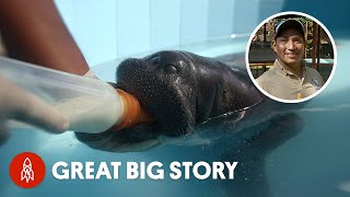 The Men Who Babysit Manatees