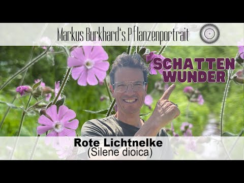 BEE PLANT for the SHADE! Silene dioica – Red Campion