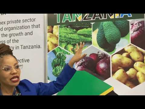 Kenyan farmers Interacting with TAHA l Wakulima wa Parachichi