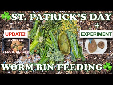 5000 Red Wigglers Get a Green Feeding!!  + Worm Time Lapse & Experiment | Vermicompost Worm Farm