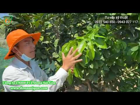 TRIỆU CHỨNG THIẾU KẼM VÀ CÔN TRÙNG CHÍCH HÚT TRÊN CÂY CÓ MÚI