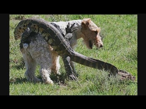 Nile monitor lizard sightings on the rise in Cape Coral