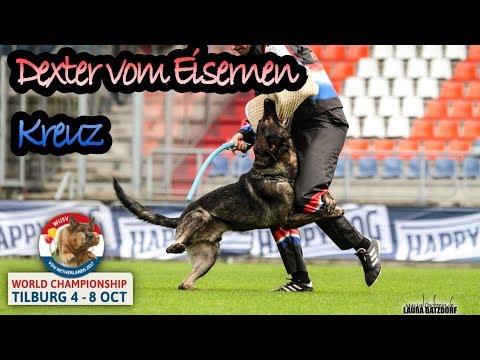 WUSV 2017 Sean O'Kane  Dexter vom Eisernen Kreuz C 95pts