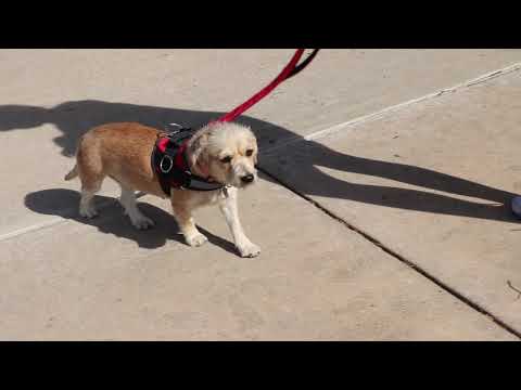 Rachel, an adopted Poodle & Lhasa Apso Mix in Pflugerville, TX_image-1