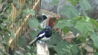 preview picture of video 'Oriental Magpie Robin - Valparai'