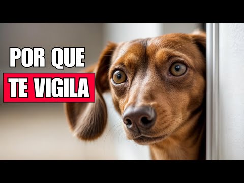 ¿Por qué tu PERRO te VIGILA todo el tiempo?