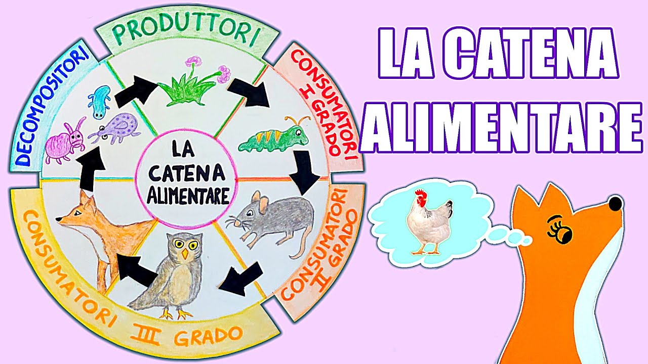 🌱🐛🐁🦉🦊🦠🌱 La CATENA ALIMENTARE - Lezione di SCIENZE per la Scuola Primaria con SCHEMA INTERATTIVO 📝🤓)