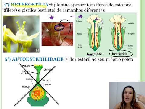 Angiospermas - parte 04 (polinização)