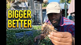Why I Harvest Ginger After Frost (Most Gardeners Get This Wrong)