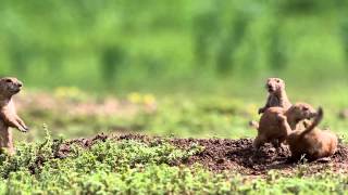 Black Tailed Prairie Dog