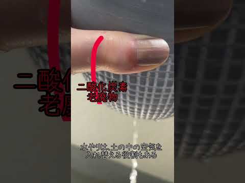 サボテンと多肉植物の水やりについて知っておくべきこと - 量、頻度、避けるべき間違い!  庭園