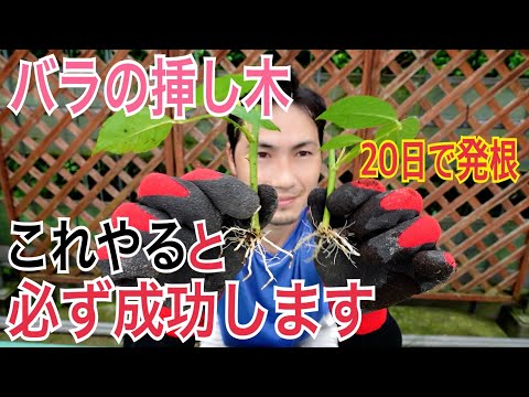 しおれたバラを植えられますか