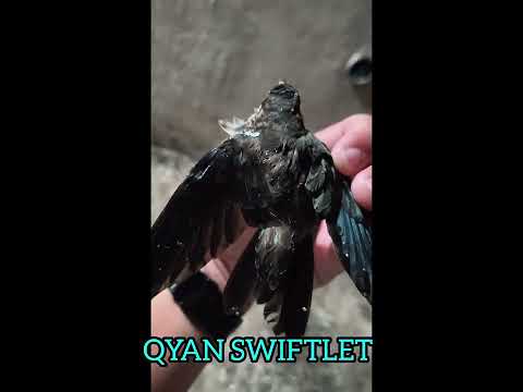 燕子天敵