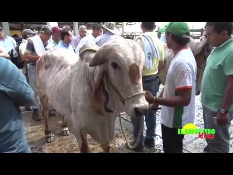 Capacitación sobre el Gyr en Hacienda La Fortuna