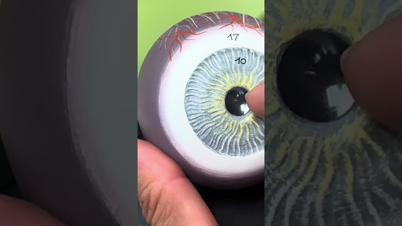 Eye Anatomy Model