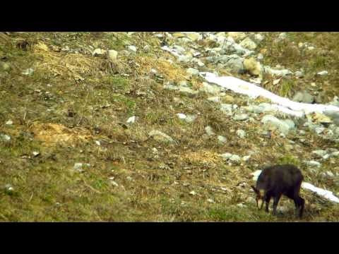 Gamsbrunft -- Rut des Chamois
