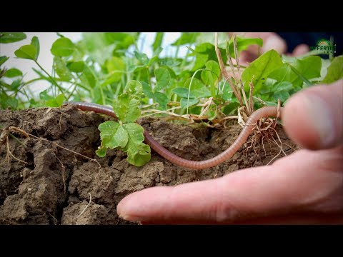 Optimal soil quality in arable crops