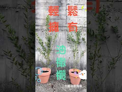 輕鬆擁有油橄欖