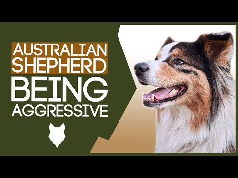 AGGRESSIVE AUSTRALIAN SHEPHERD TRAINING! How To Train Aggressive Australian Shepherd Puppy!
