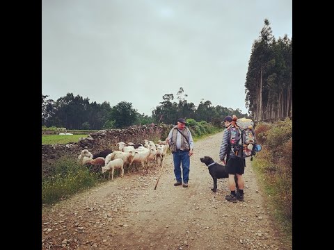 Jakobsweg / Caminho Portugues - Jakobsweg mit Hund- Die Welt ist Grenzenlos