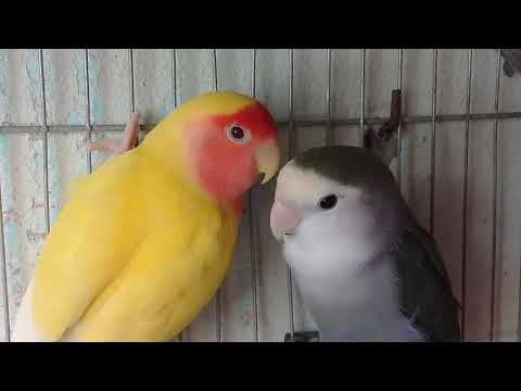 Love birds Sounds