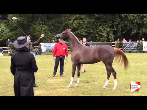 N.135 AJ BARARI - Bruges 2015 International - Fillies 2 years old (Class 103)