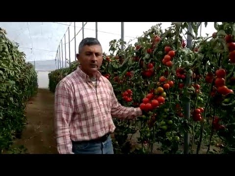 ExperienciasEZ   Tomate Pitenza + Fortamino ENZA ZADEN Almeria
