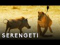Kali The Lioness Fights Warthog Serengeti Story Told By John Boyega BBC Earth