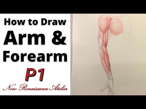 How to properly Draw Arm and Forearm | Part 1