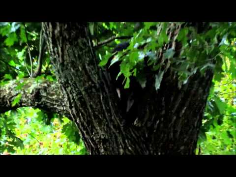 Black Bears seek Wifi by Climbing Tree