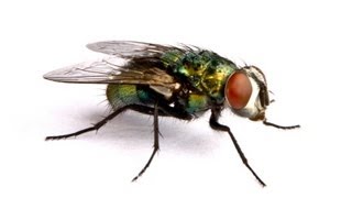 How to make the perfect Fly Trap