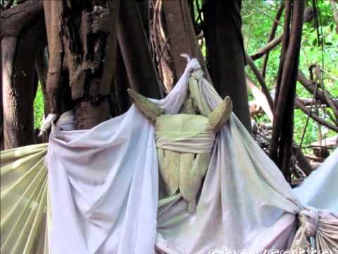 NOSY BE – Arbre Sacré