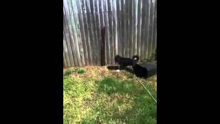 Teddy barking at other dog