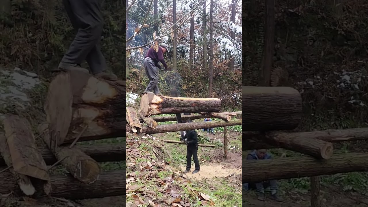 Old-fashioned two-man saw cutting giant logs