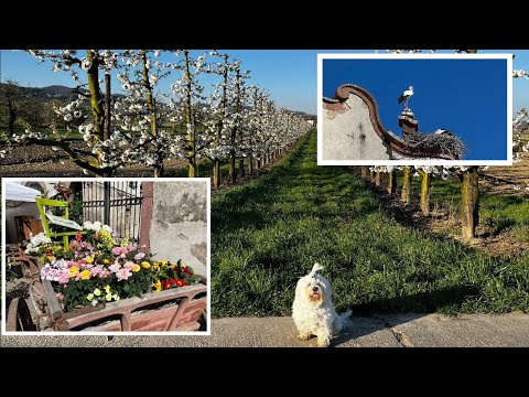 Rhein Tour mit dem Wohnmobil, Königschaffhausen, Endingen und Störche in Riegel