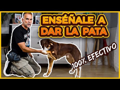 TRUCOS para PERROS - Cómo ENSEÑAR a un perro a DAR LA PATA