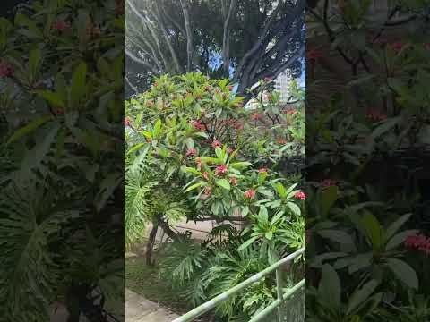 My visits/ new baby Hawaii animal shelter 🌸follow for more sights