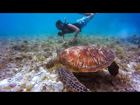 4K Cenotes Dive Relaxation Video - Mexican Underwater Caves - Incredible Underwater World - PART 2