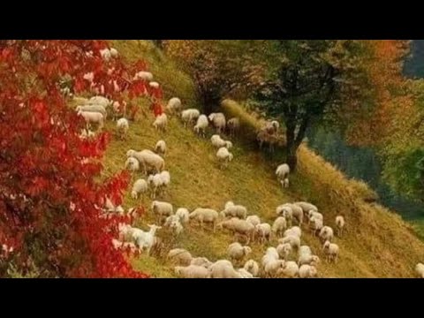 Urca oile la munte-Melodia originala cantata de Liviu de la Orboesti