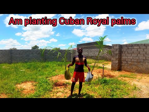Am planting Cuban Royal palm trees in my village 