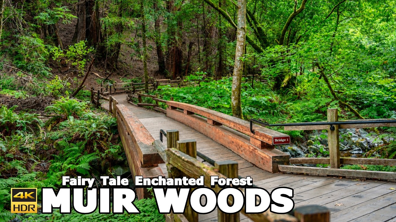 Is This The Best Redwood Forest ? 🌲 Muir Woods National Monument California 🌲 4k 60 FPS