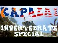 The Invertebrates of Kapalai