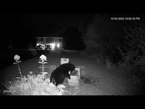 Bear Fights Off Bee Stings in Quest for Honey