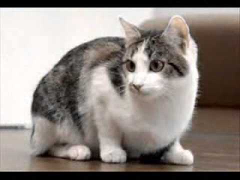 te amo giuliana x100pre