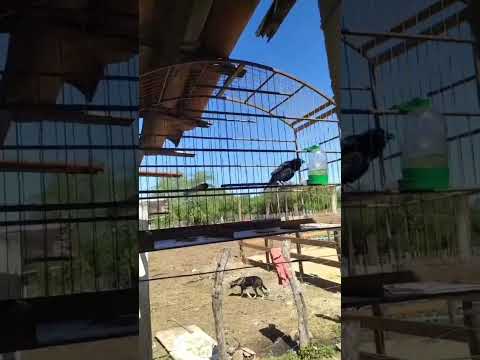 Graúna cantando na fazenda o pássaro preto